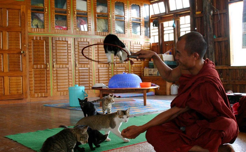 Monastère des chats sauteurs