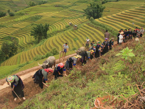 Mu Cang Chai