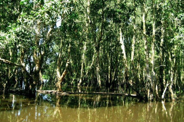 Promenade en bateau dans la forêt de cajeputiers. Promenade en bateau dans la forêt de cajeputiers.