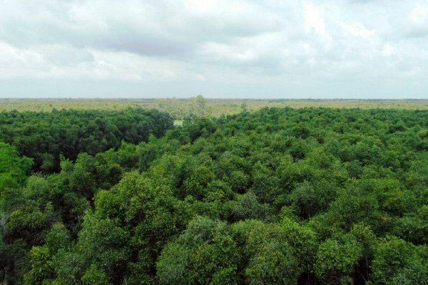 Un coin de forêt de cajeputiers d'U Minh Ha