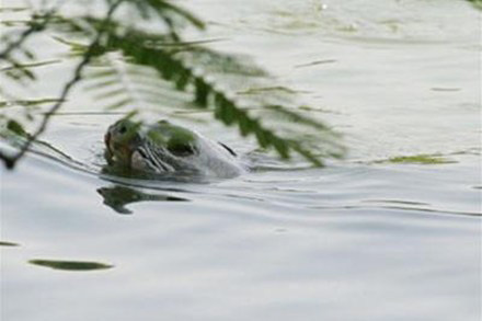 Le lac de la Tortue