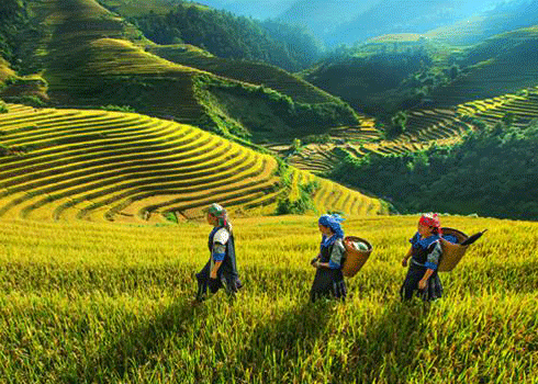 Meilleure période pour voyager au Vietnam