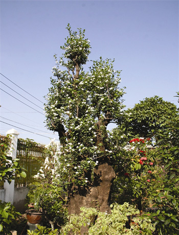 Certains arbres sont de véritables petites merveilles comme le «Mai chi thiên» Certains arbres sont de véritables petites merveilles comme le «Mai chi thiên»