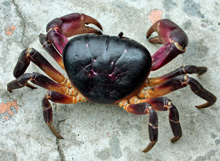 Crustacés et algues Crustacés et algues