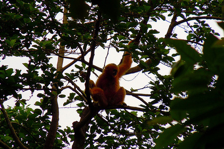Parc national de Cuc Phuong Parc national de Cuc Phuong