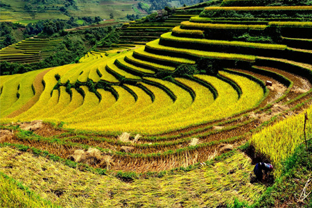 L’originalité de la fête des rizières en gradins à Mu Cang Chai L’originalité de la fête des rizières en gradins à Mu Cang Chai