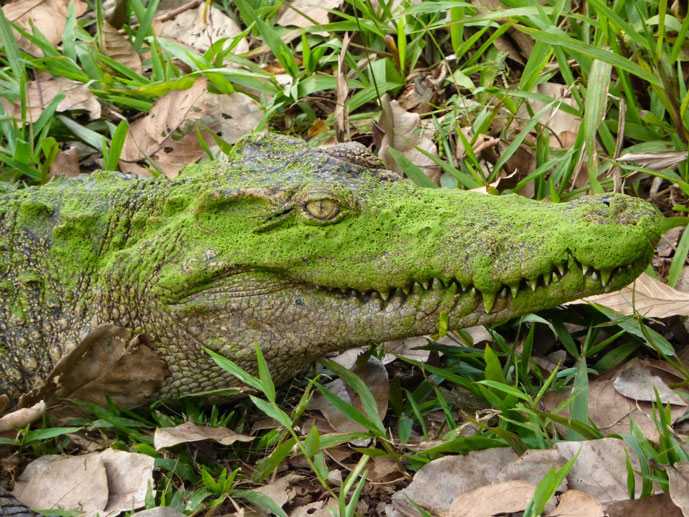 Crocodile dans le parc national de Cat Tien, Vietnam