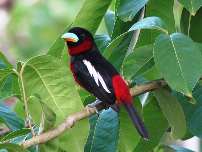 Broadbill noir et rouge, Cat Tien, Vietnam