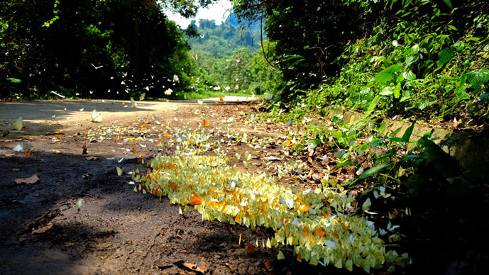 Papillons dans le parc de Cuc Phuong, Ninh Binh