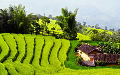 Riziere en terasse - Pu Luong Riziere en terasse - Pu Luong