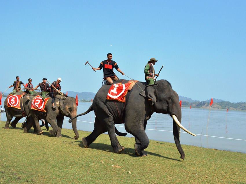 Festival-des-courses-elephants