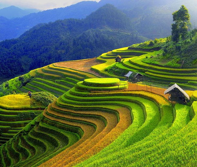 Mu Cang Chai