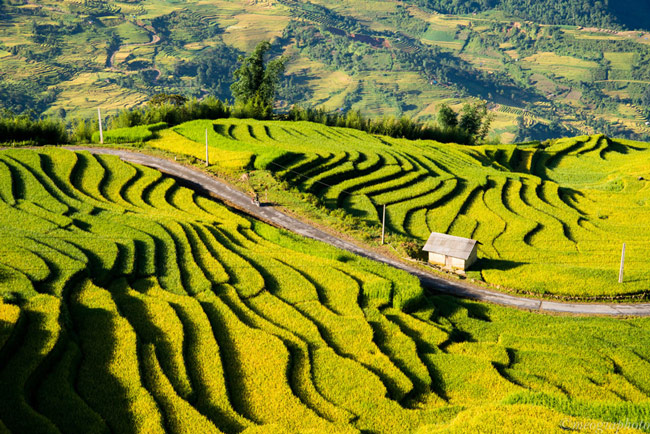 Mu Cang Chai