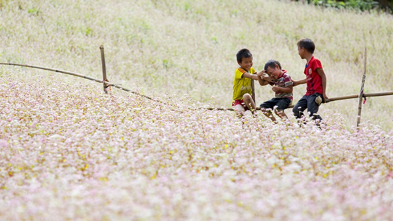 Enfantss au champ de fleur à Ha Giang