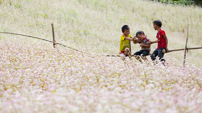 Enfantss au champ de fleur à Ha Giang