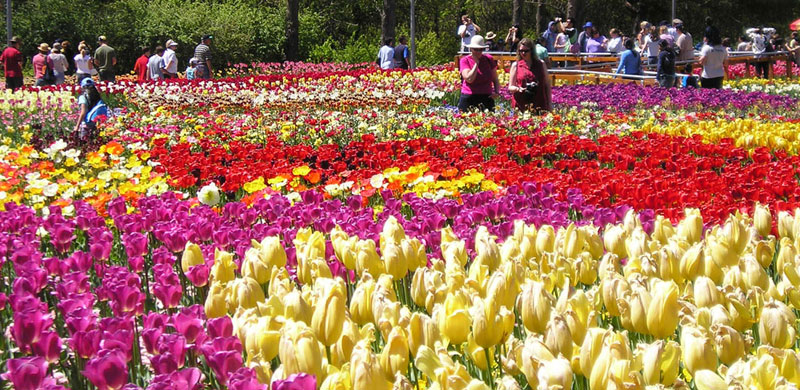 Festival de fleur Da Lat-Ho Chi Minh