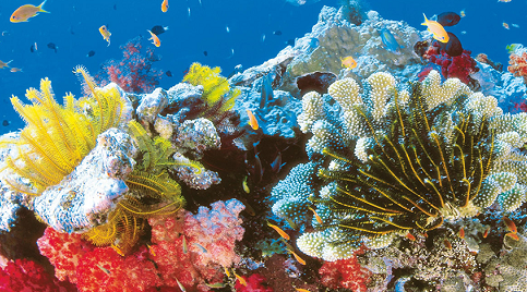 Rang de corail à l'ile Cham