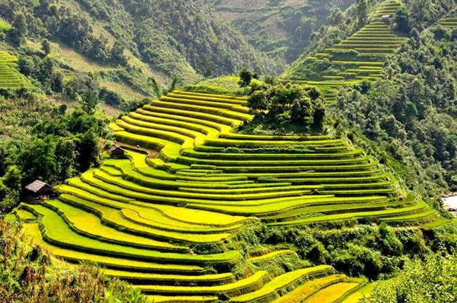 champs de riz a Mu Cang Chai
