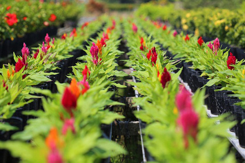 Jardin du fleur Cai Mon Jardin du fleur Cai Mon