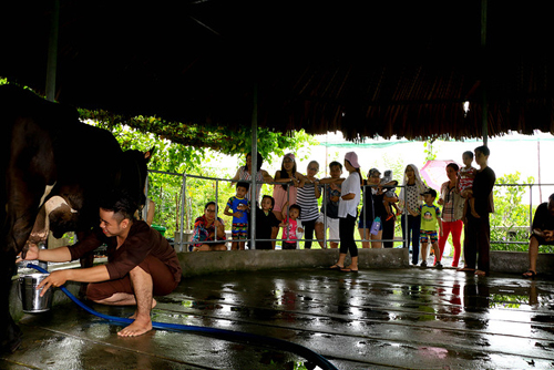 Traite des vaches Traite des vaches