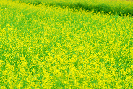 Champs de canola à Gia Lam, Hanoi
