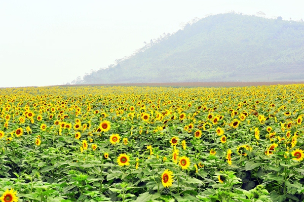 Champ de tournesol à Nghe An
