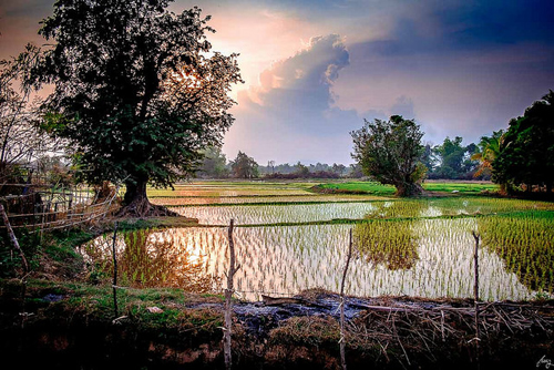 Culture de riz Culture de riz