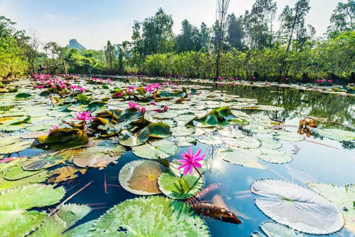 Visiter la pagode des parfums visite pagode parfums