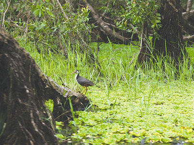 Immersion dans la forêt humide de Trà Su