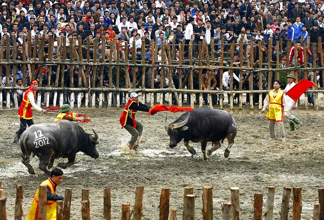 La fete des combats des buffles à Do Son La fete des combats des buffles à Do Son