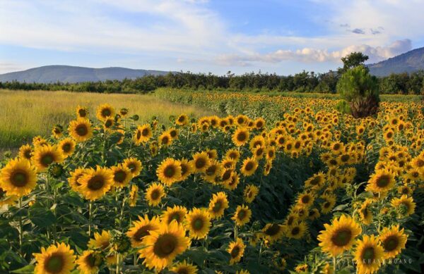 Champ de tournesols