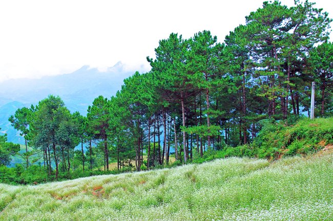 Champs de Fagopyrum esculentum à Mu Cang Chai