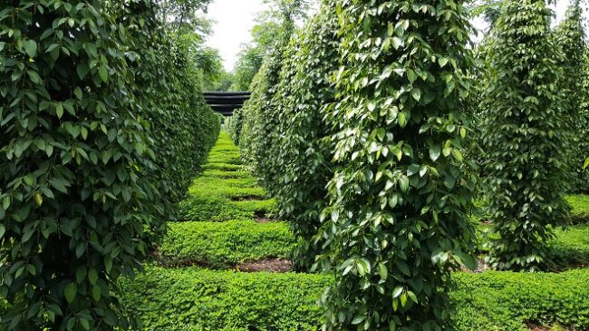 Ferme de production de poivre de Phu Quoc