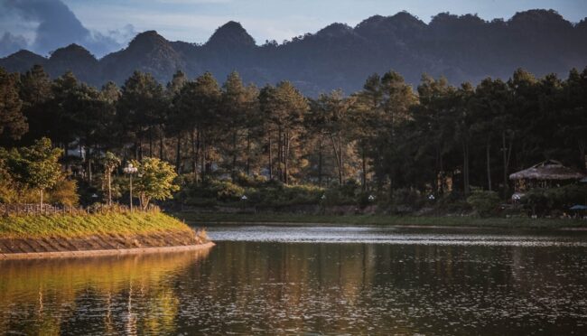 Forêt de pins d'Ang