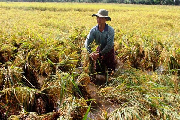 Le premier festival international du riz aura lieu à Hau Giang, Vietnam
