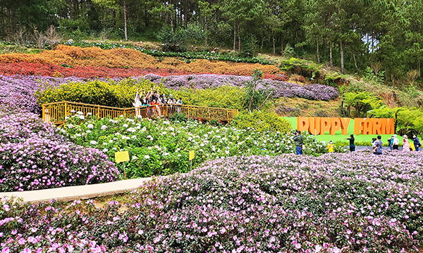 Fleurs colorées au festival de Da Lat