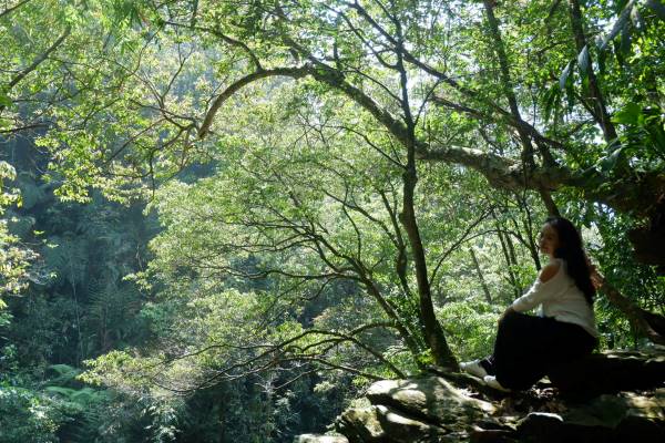 Dans la forêt de Bach Ma.