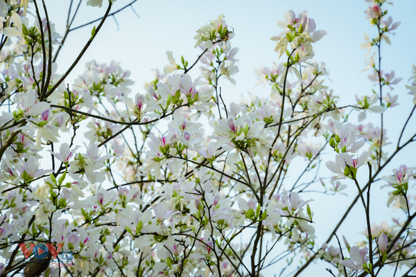 La fleur de bauhinie