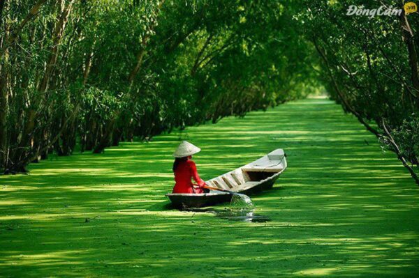 La forêt de de cajeputier de Tra Su