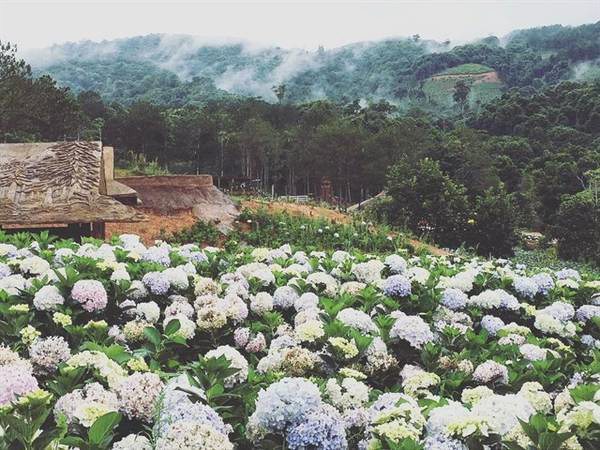 Jardin des hortensias de Da Lat