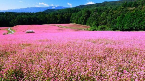 La saison des fleurs à Ha Giang