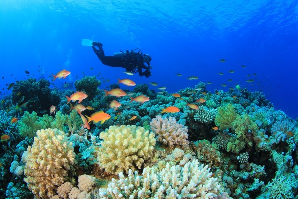 Plongée en Thailande