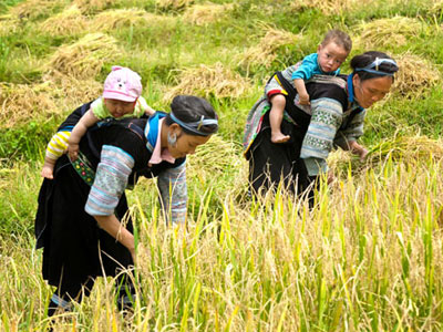 Paysages tonkinois du Vietnam en 10 Jours