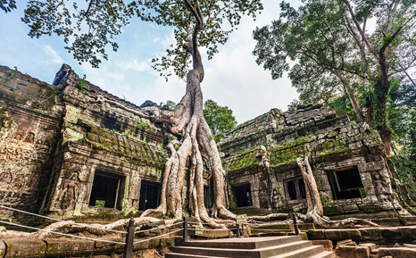 Temple Ta Prohm