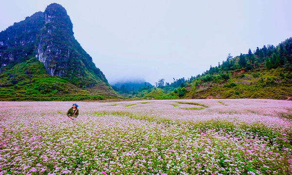 Vallée de fleurs de sarrasin à Ha Giang